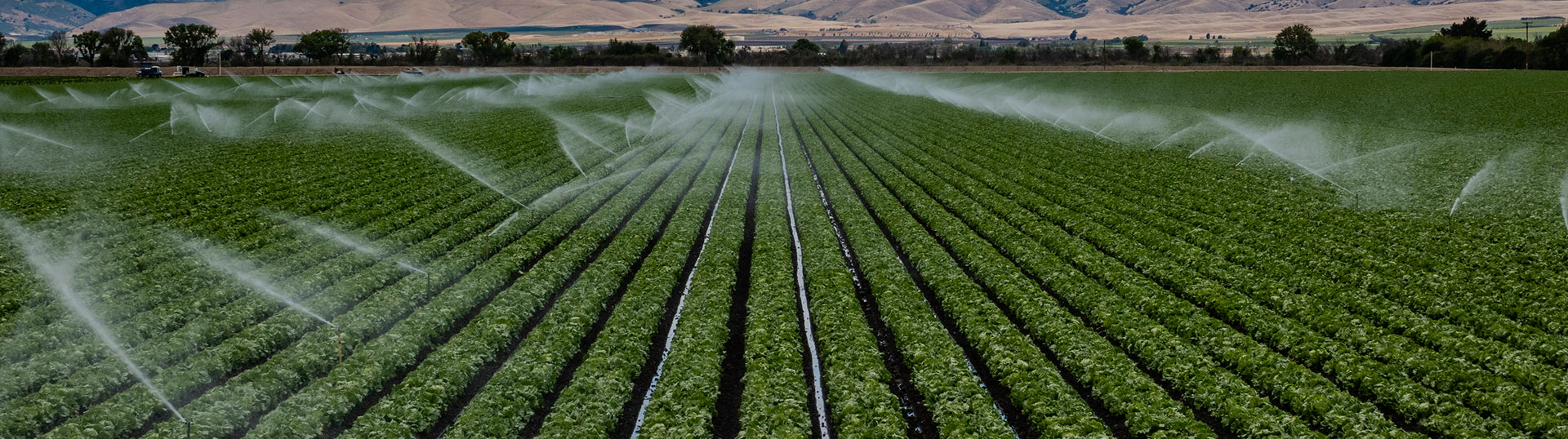 Photo of a field of crops