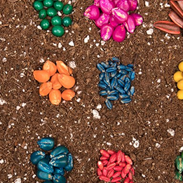 Photo of various colored seeds on a bed of mulch